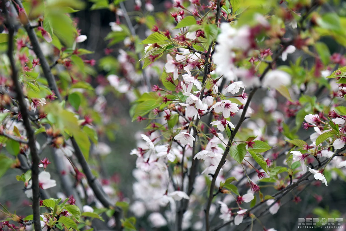 “Sakura ağaclarının Azərbaycanda çıçəklənməsi” adlı tədbir keçirilib