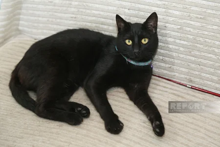 Zoomarketlərdə “qida tələsi” – ev heyvanlarının sağlamlığına kim cavabdehdir? - ARAŞDIRMA