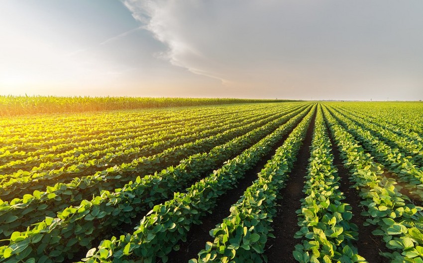 EU allocates grant to agrarian sector in Azerbaijan