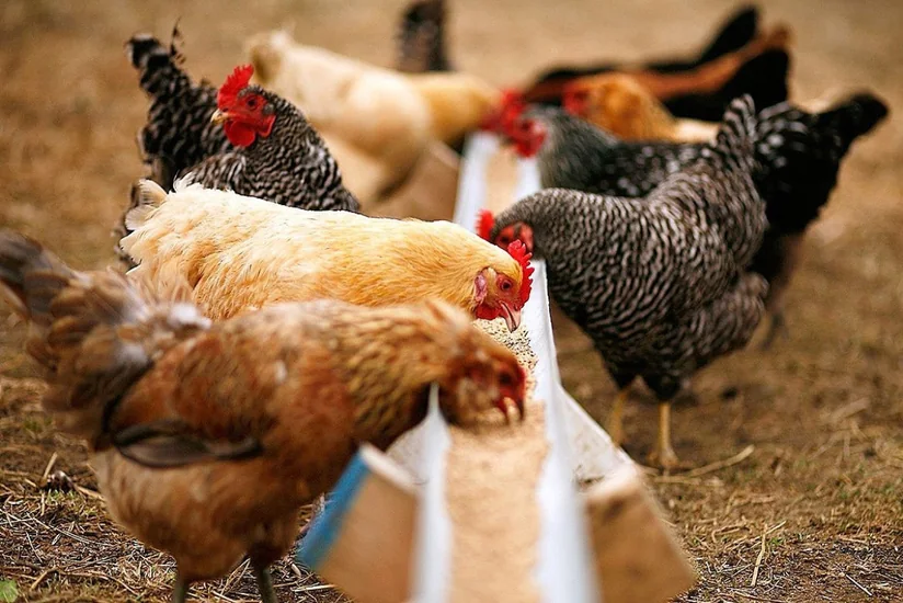 Azerbaijan increases fodder export by 37-fold