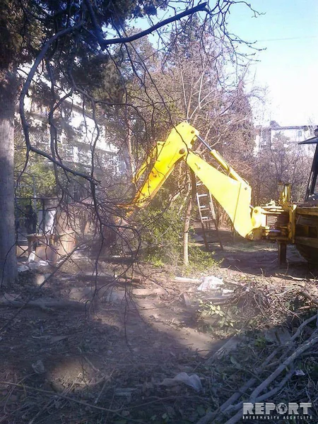 Bakıda ağaclar abadlıq adı ilə kütləvi şəkildə kəsilib, Mənzil-Kommunal Təsərrüfatı Birliyi cərimələnib - FOTO