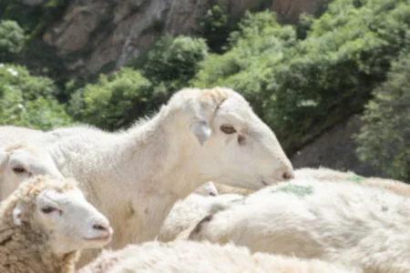 Azərbaycanda təsərrüfatların yaylaqlara köçürülməsi üçün qeydiyyat başlayıb