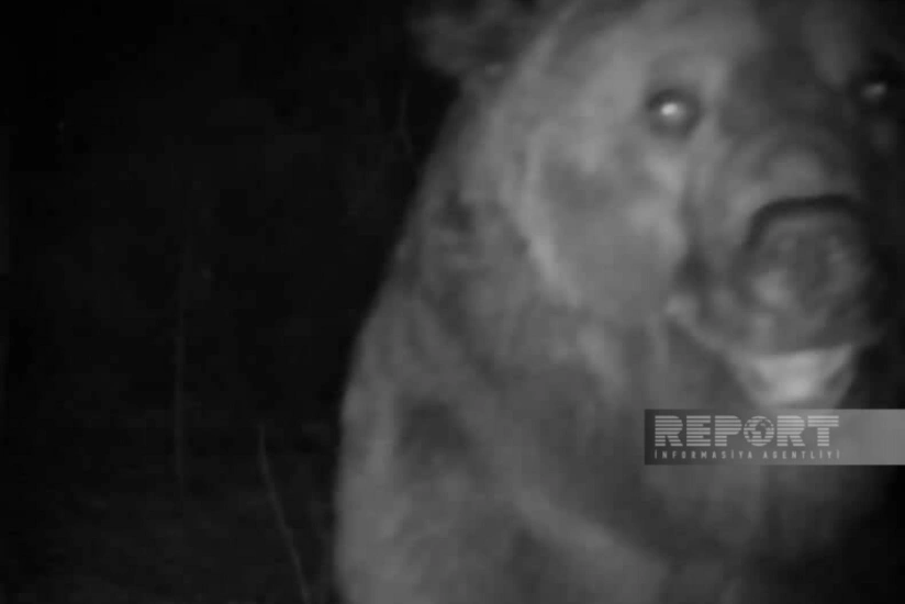 Göygöldə ayı kəndə hücum edib