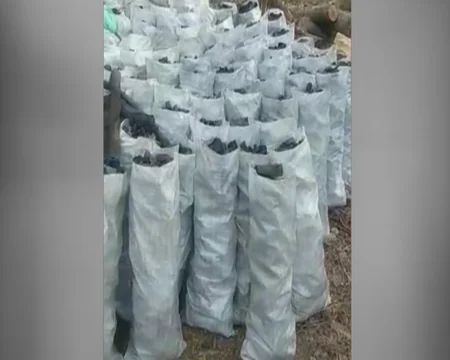 В Габале выявлено незаконное производство древесного угля