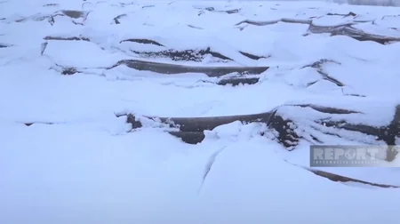 Cəlilabadda yağan qar kənd təsərrüfatına ziyan vurub