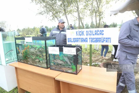 Qızılağac Milli Parkında Flaminqo Festivalı keçirilib - YENİLƏNİB