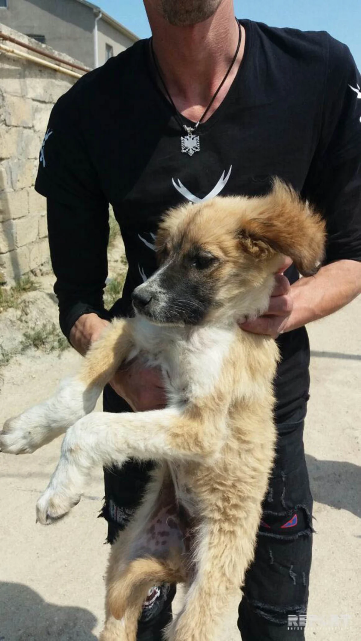 Sumqayıt şəhərinin sahibsiz itlərdən təmizlənməsinə başlanıb - FOTO