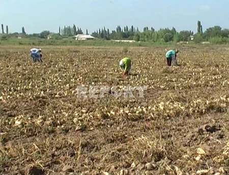 Azərbaycanda bu il fermerlər şəkər çuğundurunu 54 manat/ton qiymətinə satır
