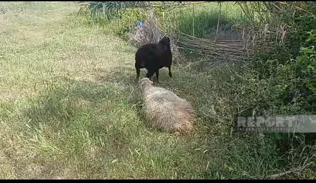 Bərdədə canavarlar fərdi təsərrüfata hücum edərək xırdabuynuzlu heyvanları parçalayıblar