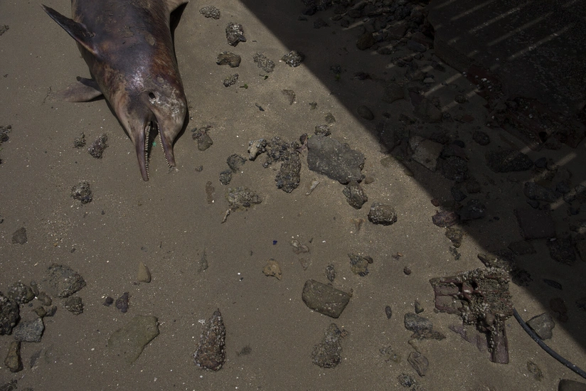 Kerç boğazında tankerlərin qəzaya uğraması nəticəsində 30-dan çox delfin ölüb