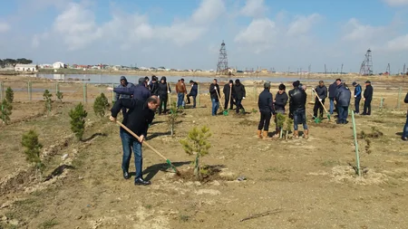 SOCAR əməkdaşları 5 900 ağac əkib