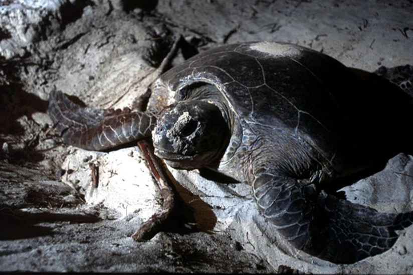 Madaqaskarda 61 nəfər tısbağa ətindən zəhərlənib, 4-ü ölüb