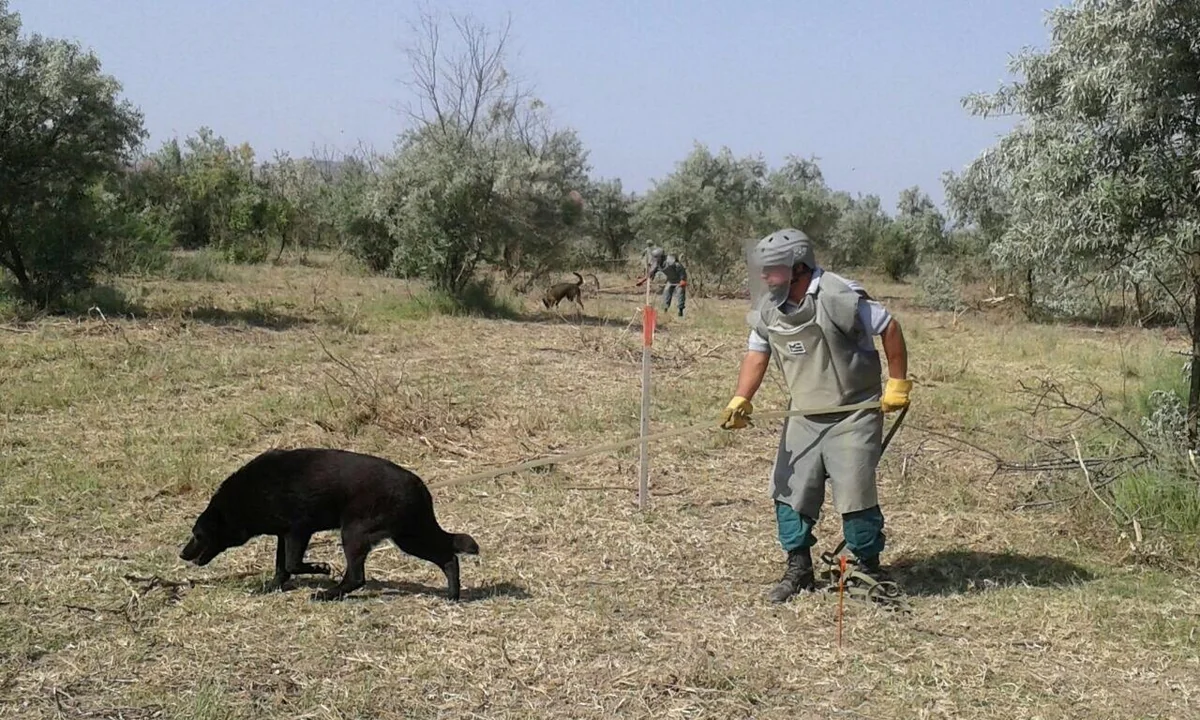 Cocuq Mərcanlıda 1124 ədəd qəlpə aşkarlanıb