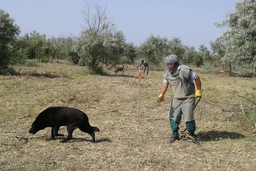 Cocuq Mərcanlıda 1124 ədəd qəlpə aşkarlanıb