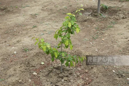 Qarabağdan tinglər gətirib, Bakıda əkə bilərik - Nadir ağaclar parkından REPORTAJ