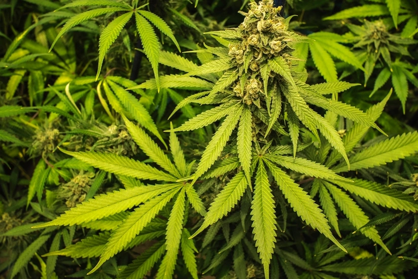 Марихуану разрешили в Нью-Йорке