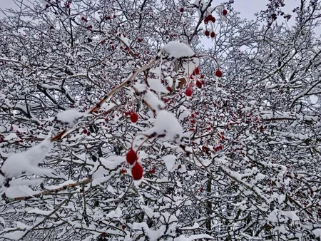 Azərbaycan parklarının qış görüntüləri - FOTOREPORTAJ