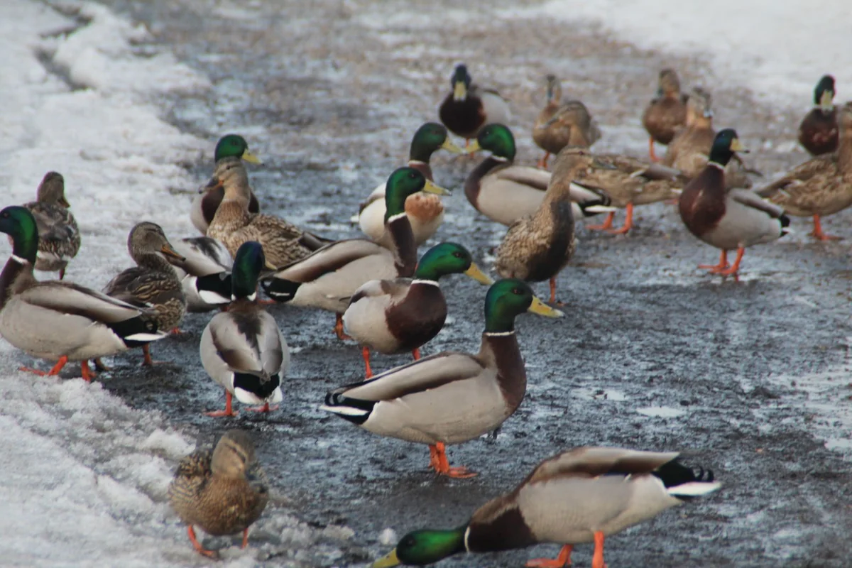 2 000 ducks destroyed in France due to bird flu