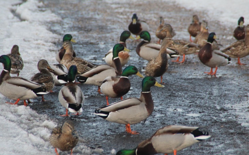 2 000 ducks destroyed in France due to bird flu
