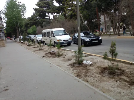 Sumqayıtda aşan ağacların yerinə yeniləri əkilib