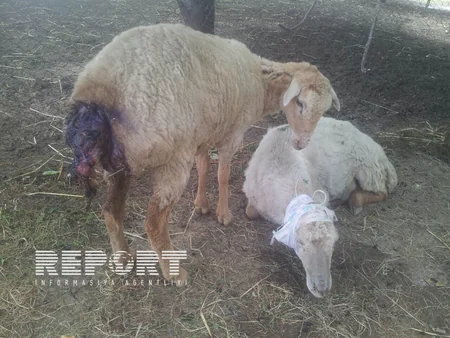 ​Tərtərdə canavarlar qoyun sürüsünə hücum edib