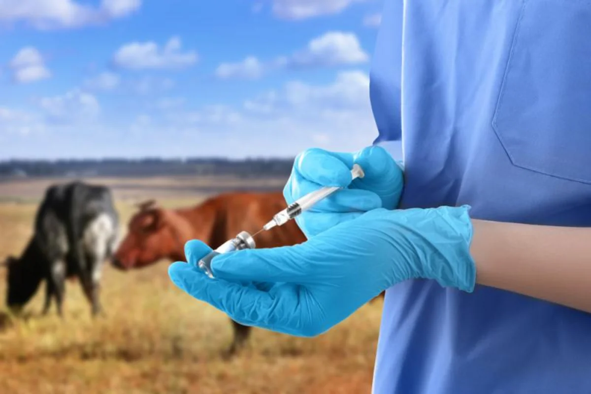 Azərbaycan Macarıstandan heyvanlar üçün vaksin alışını kəskin artırıb
