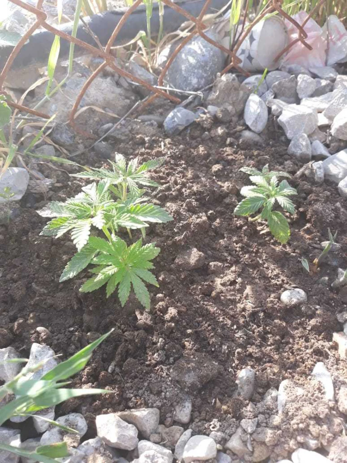 Sumqayıtda güllərə su verdiyini iddia edən şəxsin çətənə əkdiyi məlum olub
