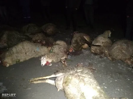 Bərdədə maşın qoyun sürüsünü vurub, 15 baş heyvan tələf olub - FOTO