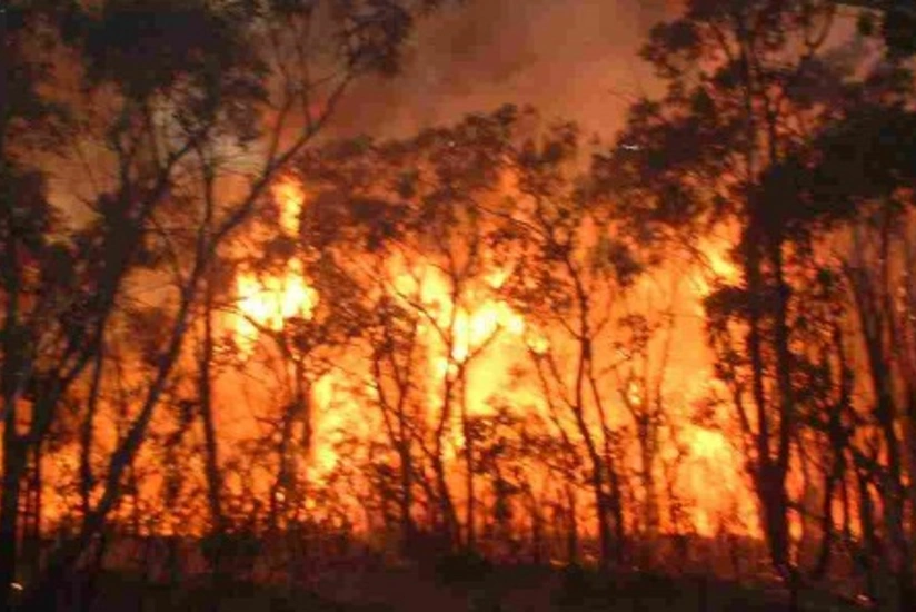 Uzaq Şərqdə bir sutkada 1,3 min hektar meşə yanıb