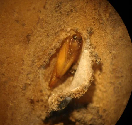 Azərbaycan İrandan gətirilən 48 ton zərərli kartofu geri qaytarır