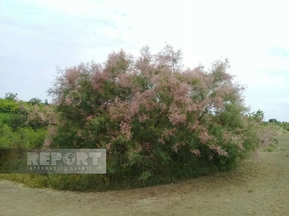 Bioloq: Yulğun kollarının şoranlaşmış ərazilərdə əkini oksigen bolluğuna səbəb ola bilər   