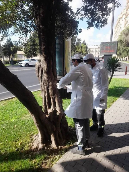 Bakının müxtəlif ərazilərindəki zeytun ağaclarında naməlum bakterial xəstəlik aşkarlanıb