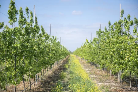Azərbaycanda Ağıllı bağda günəş panellərindən istifadə edilir