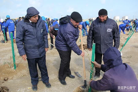 SOCAR növbəti genişmiqyaslı ağacəkmə kampaniyasına start verib - FOTOREPORTAJ