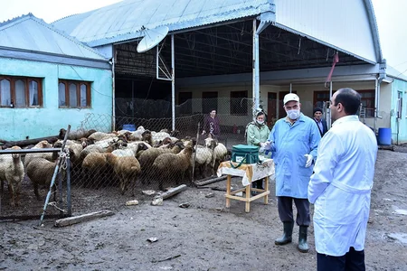 Sərhəd kəndlərində heyvanların peyvəndləmə tədbirlərinə nəzarət üçün baytarlıq baxışı keçirilib