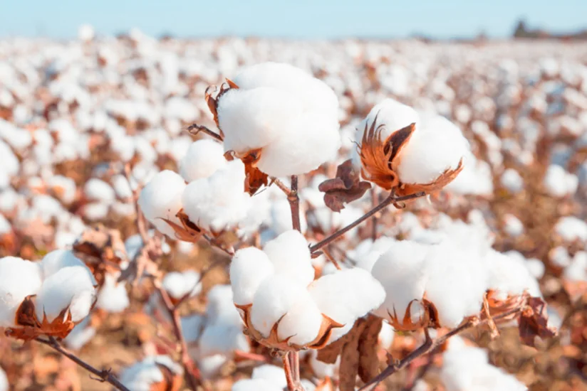 Азербайджан увеличил доходы от экспорта очищенного хлопка на 58%