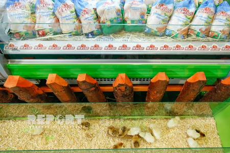 Bakıda XXI Azərbaycan Beynəlxalq Qida Sənayesi Sərgisi - FOTOREPORTAJ