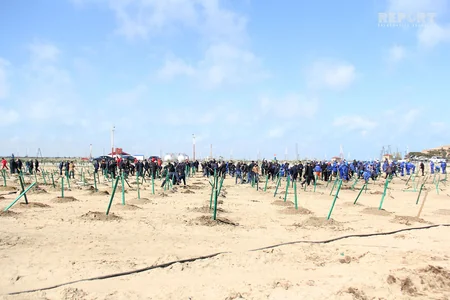 SOCAR növbəti genişmiqyaslı ağacəkmə kampaniyasına start verib - FOTOREPORTAJ