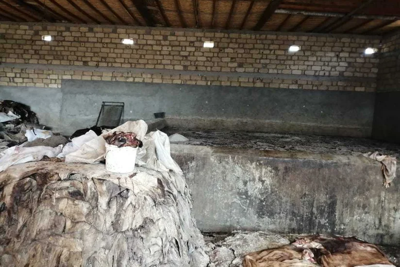 AQTA Gəncədə heyvanların daxili orqanları və dərisini antisanitar şəraitdə emal edən sex aşkarlayıb