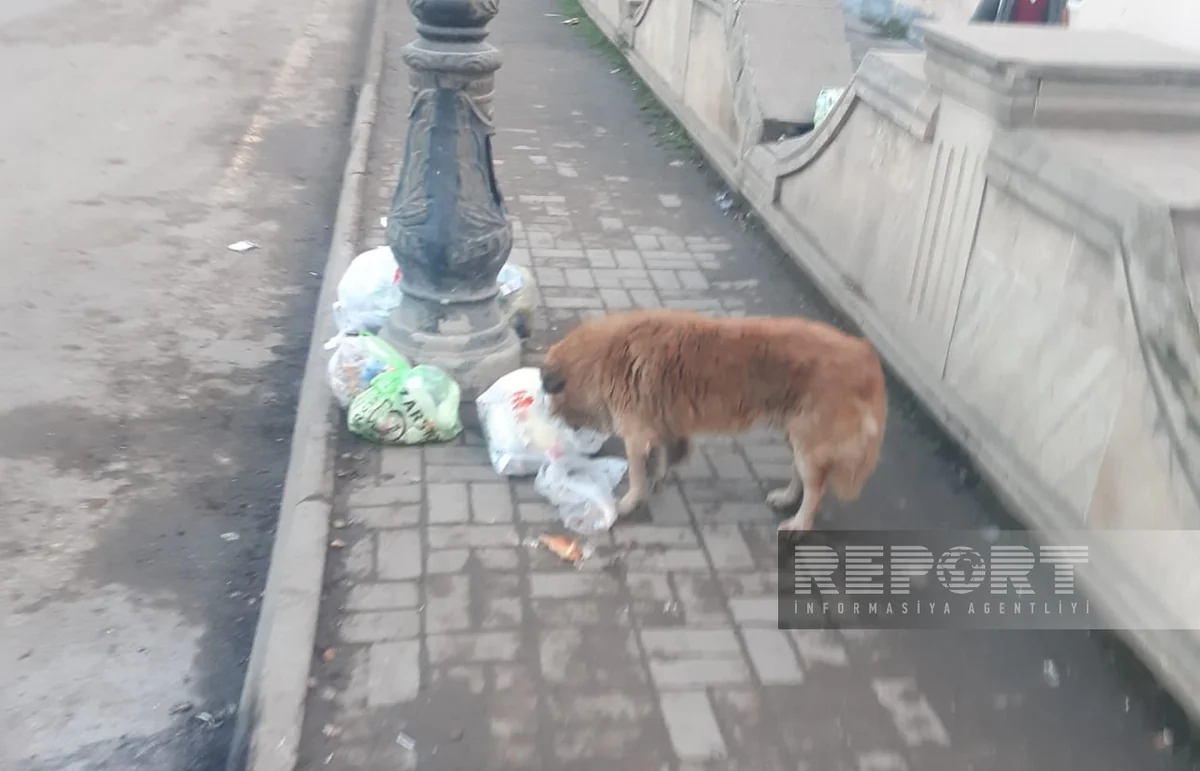 Biləsuvarda küçə itləri problemi: sakinlər ciddi şəkildə narahatdır - FOTO