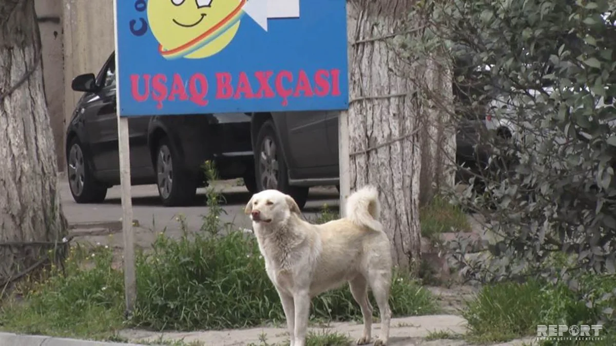 Kürdəmirdə 12 yaşlı qızı it dişləyib