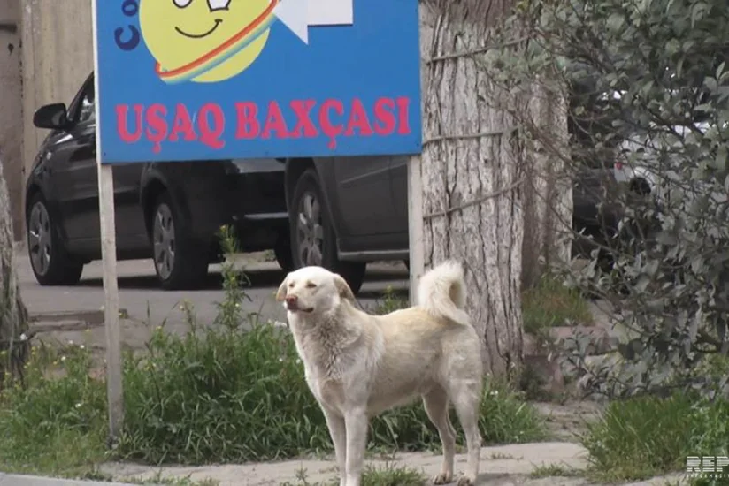 Kürdəmirdə 12 yaşlı qızı it dişləyib