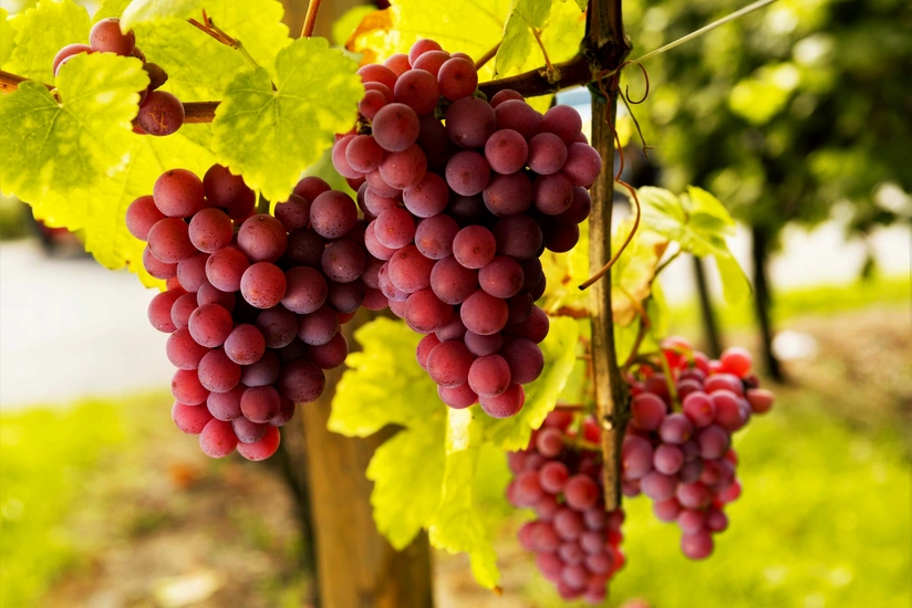 Qarabağa məxsus üzüm sortları təsdiqlənib