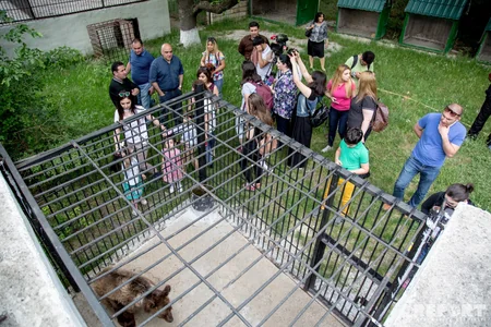 Bakıya ən yaxın böyük meşədən... - REPORTAJ