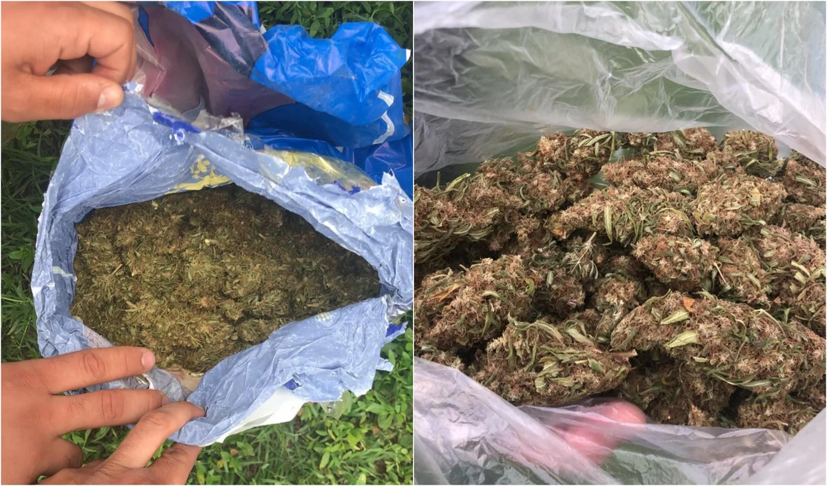 Ağcabədi sakinindən marixuana götürüldü