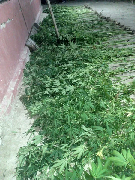 В Сабирабаде задержан занимающийся выращиванием конопли мужчина