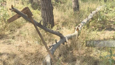 ETSN rəsmisi: Qurumuş Eldar şamlarının yerinə yeni ağaclar əkilir