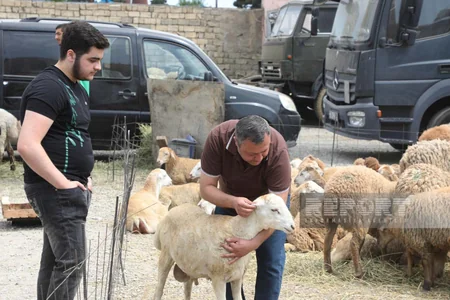 Bakıda Qurban kəsimi - FOTOREPORTAJ