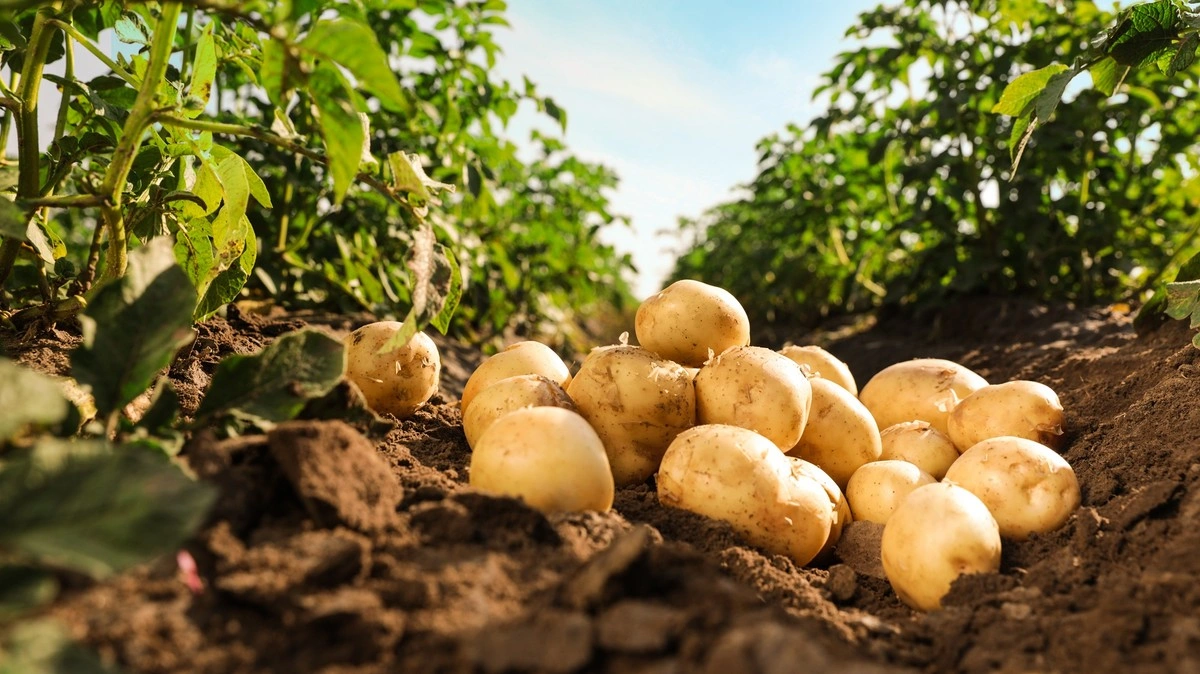 Azerbaijan resumes potato imports from Egypt