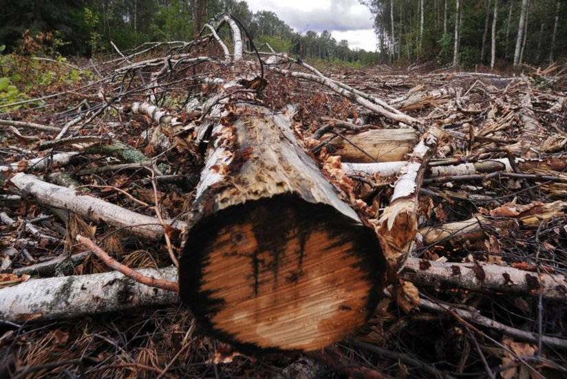 В Азербайджане ужесточаются штрафы в связи с незаконной вырубкой лесов